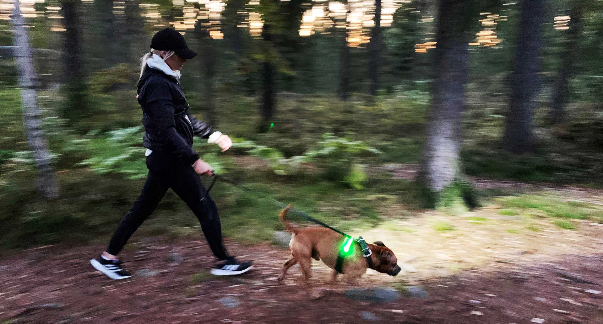 Stay Safe During Nighttime Dog Walks with Lights for Dog Walking at Night